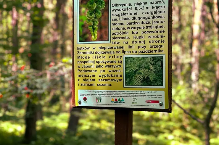 Rezerwat Przyrody "BÓR" niedaleko Rzeszowa