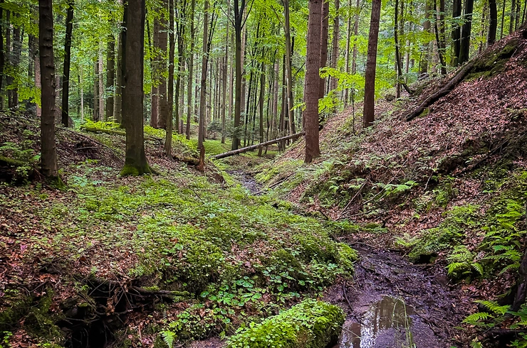 Rezerwat przyrody Mójka - spacer szlakiem "Jelenia"