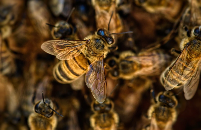 Choroba zakaźna pszczół w Rzeszowie i sąsiednich gminach