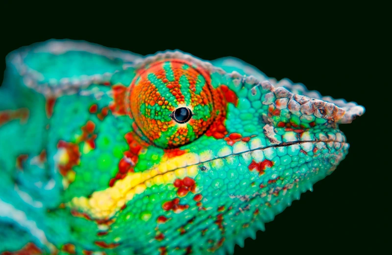 Exoticarium – wystawa egzotycznych zwierząt ponownie w Rzeszowie