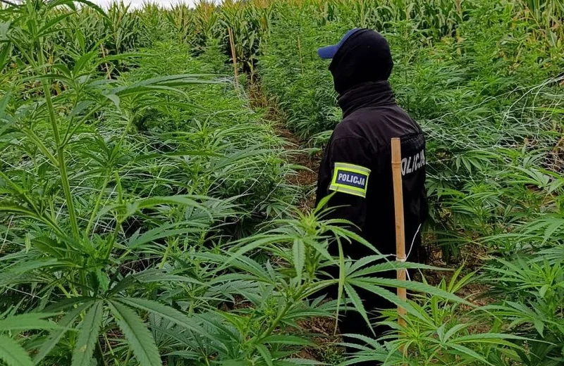 Kryminalni zlikwidowali wielką plantację konopi indyjskich w powiecie jarosławskim