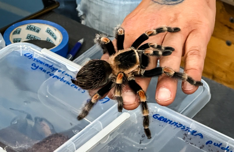 Węże, jaszczurki i… pająki. Exoticarium wraca do Rzeszowa