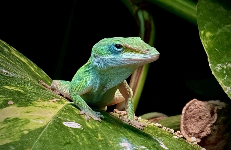 Wild Life - egzotyczne zwierzęta i rośliny w Rzeszowskim Domu Kultury