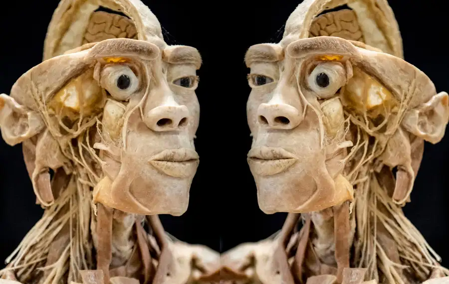 Real Human Bodies