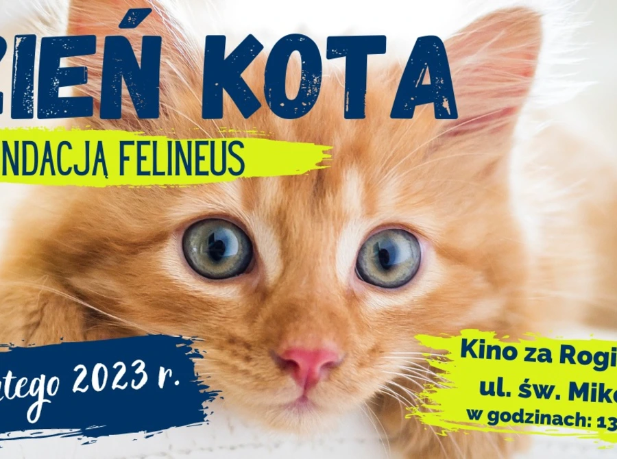 Dzień Kota z Fundacją Felineus