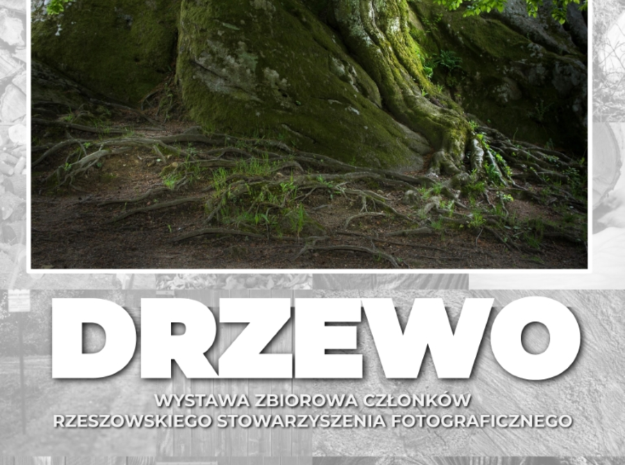 Drzewo