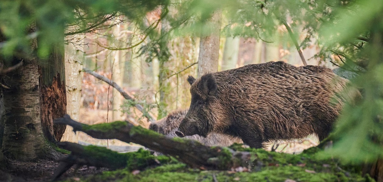 Ognisko ASF na Podkarpaciu / fot. Pixabay