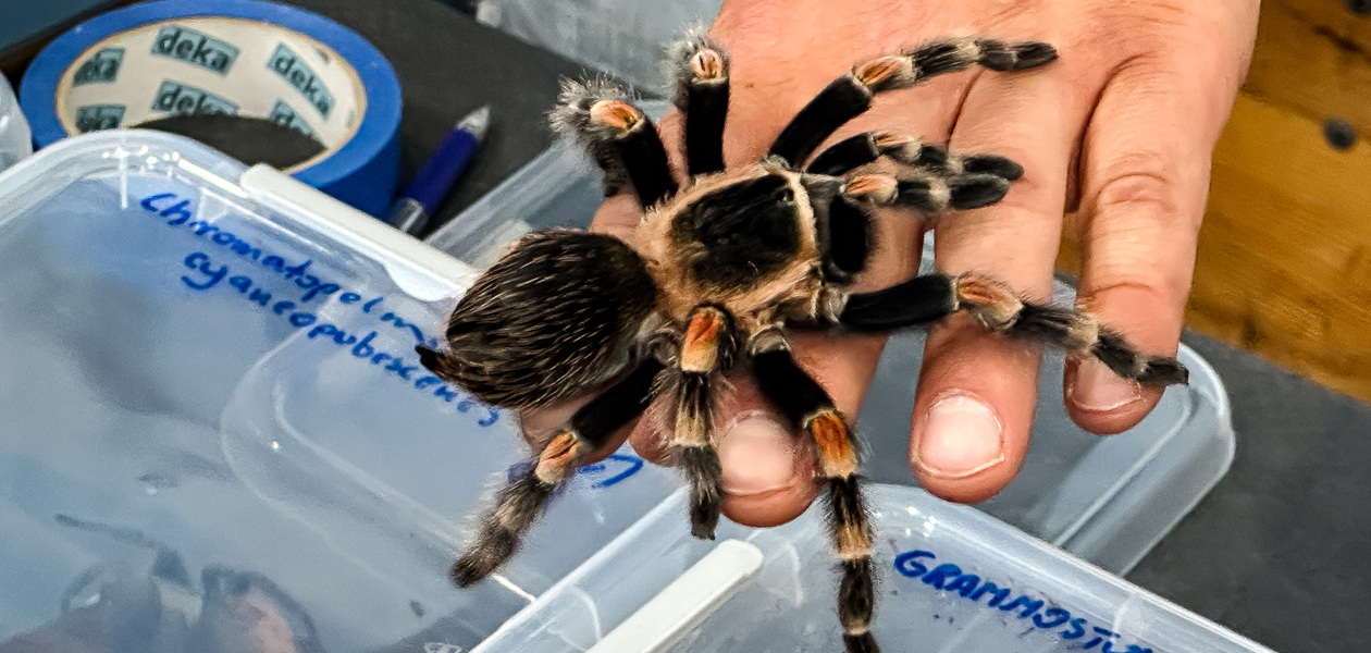 Zdjęcie z poprzedniej edycji Targów Exoticarium - fot. ViC / Archiwum RESinet.pl