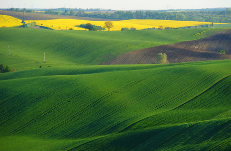Morawy - fot. Witold Koleszko