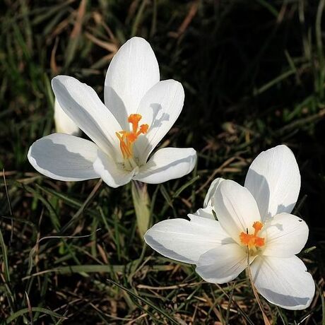 NARESZCIE WIOSNA - fot 2