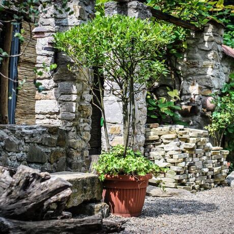Podkarpacie: Arboretum w Bolestraszycach - fot 19