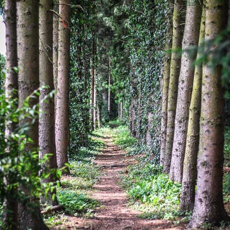 Podkarpacie: Arboretum w Bolestraszycach - fot 12