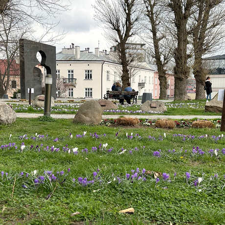 Rzeszów - Łąka krokusowa na placu Cichociemnych w Rzeszowie - fot 2