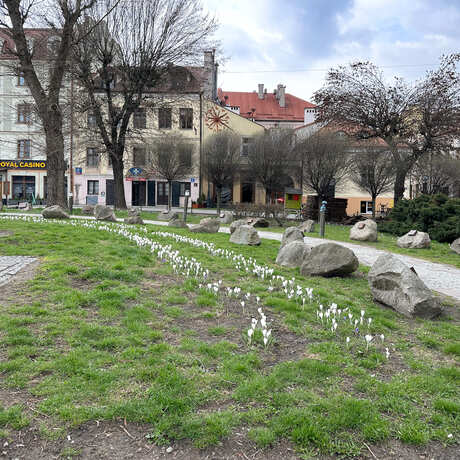 Rzeszów - Łąka krokusowa na placu Cichociemnych w Rzeszowie - fot 5
