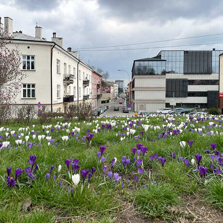 Rzeszów - Łąka krokusowa na placu Cichociemnych w Rzeszowie - fot 6