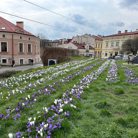Rzeszów - Łąka krokusowa na placu Cichociemnych w Rzeszowie - fot 7