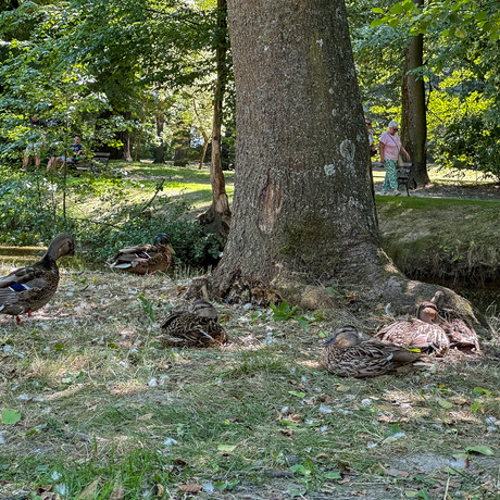 Rzeszów - Lato w zrewitalizowanym parku na osiedlu Słocina [lipiec 2025] - fot 26