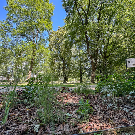 Rzeszów - Lato w zrewitalizowanym parku na osiedlu Słocina [lipiec 2025] - fot 7