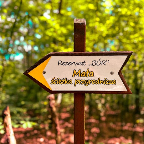 Rzeszów - Rezerwat Przyrody "BÓR" niedaleko Rzeszowa - fot 3