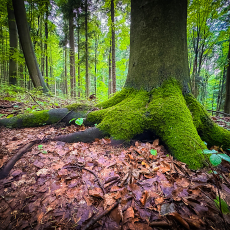 Rzeszów - Rezerwat przyrody "Mójka" - spacer szlakiem Jelenia - fot 1