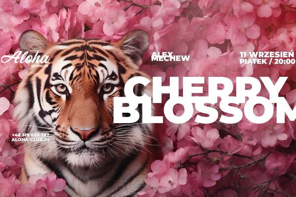 Cherry Blossom