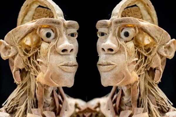 Real Human Bodies
