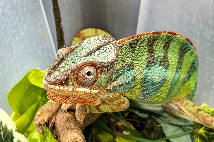 Exoticarium – wystawa egzotycznych zwierząt w hali Podpromie [8.06.2025]