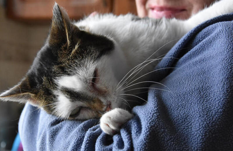 Fundacja Felineus walczy o "Zwierzakobus" dla bezdomnych kociaków