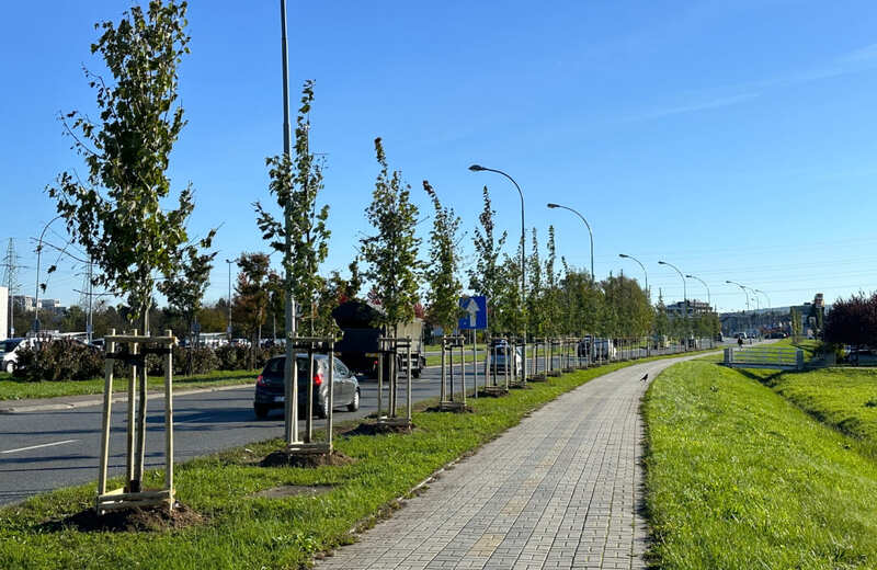 W Rzeszowie rozpoczęły się jesienne nasadzenia. Przybędzie ponad 1000 drzew