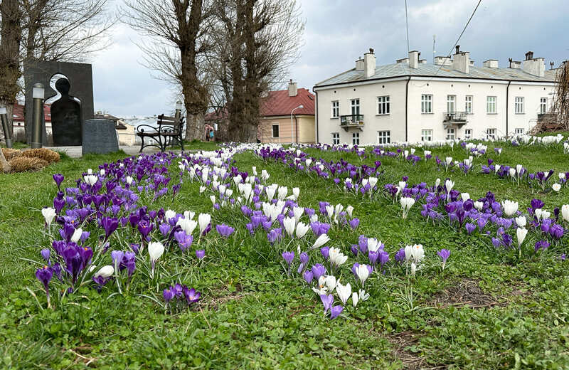 W centrum Rzeszowa powstała łąka krokusowa [ZDJĘCIA]