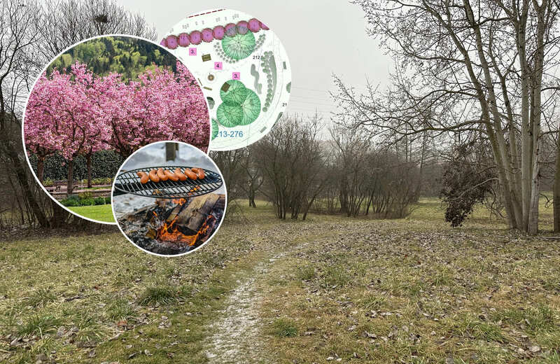 Na os. Baranówka powstanie sad owocowy z paleniskiem i alejką wiśniową