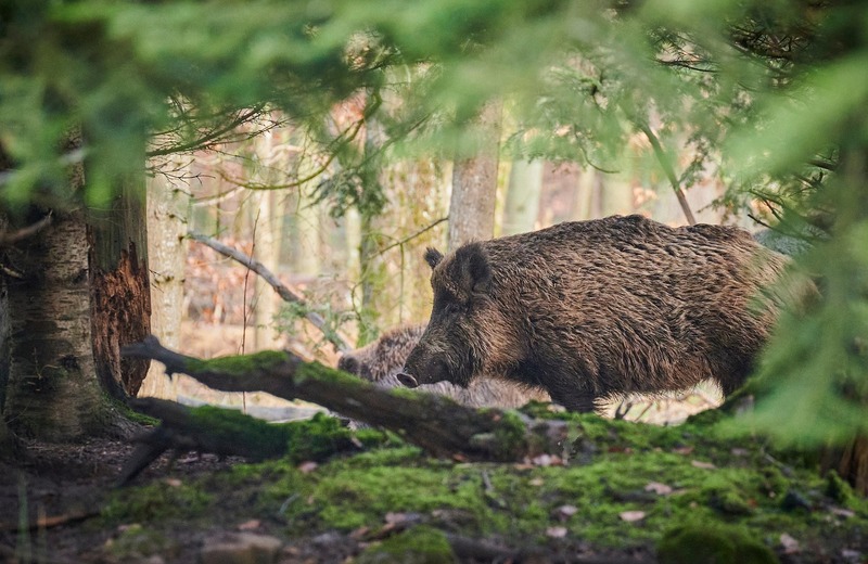 Ognisko ASF na Podkarpaciu. Ustanowiono strefę zakażenia