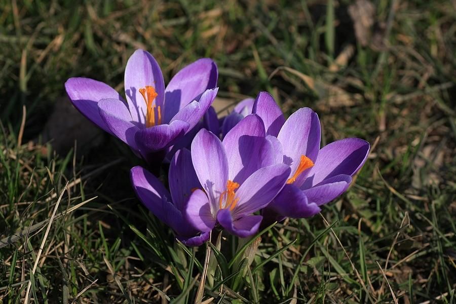 NARESZCIE WIOSNA