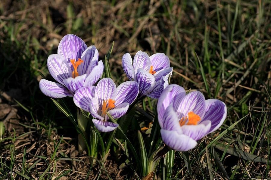 NARESZCIE WIOSNA