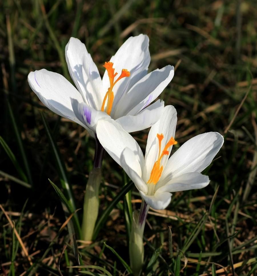 NARESZCIE WIOSNA