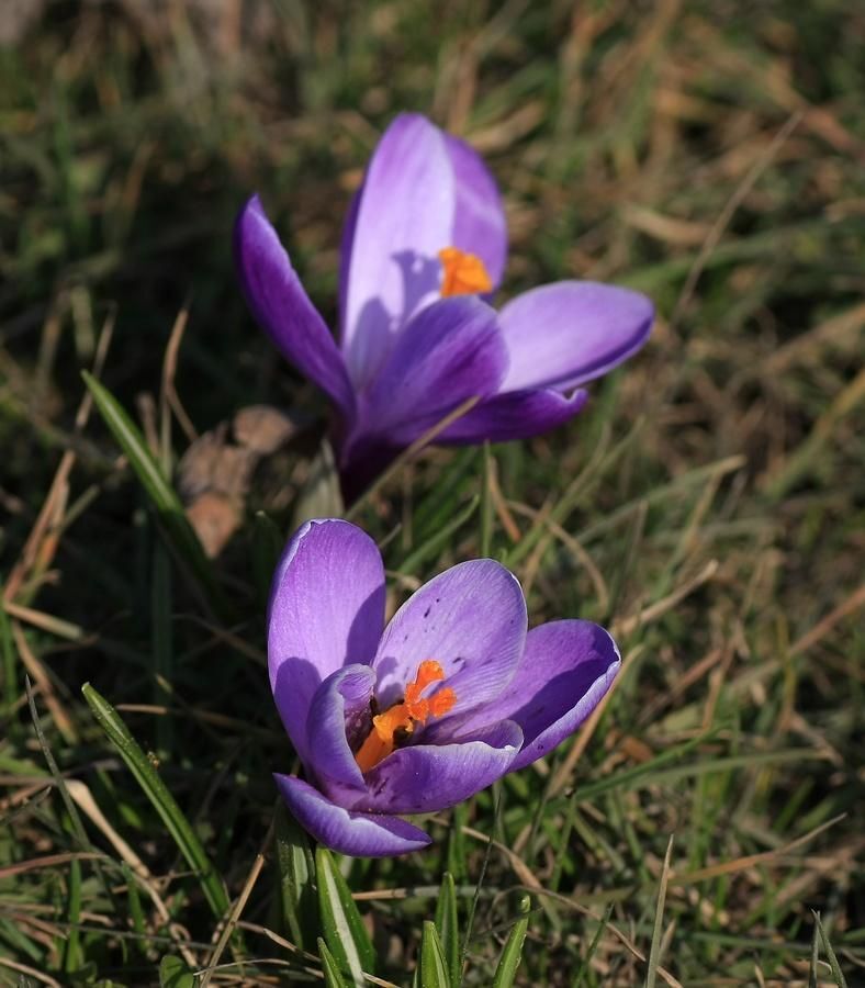 NARESZCIE WIOSNA
