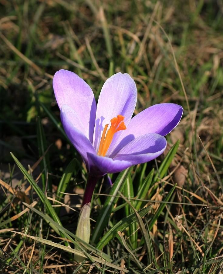 NARESZCIE WIOSNA