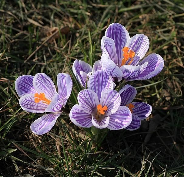 NARESZCIE WIOSNA