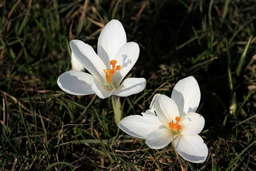 NARESZCIE WIOSNA
