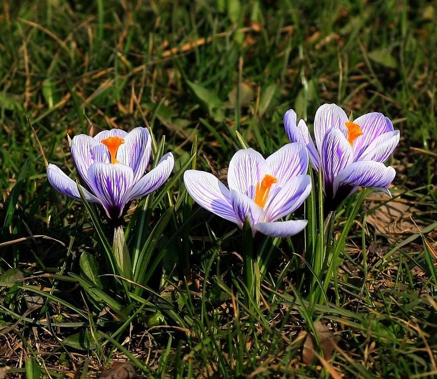 NARESZCIE WIOSNA