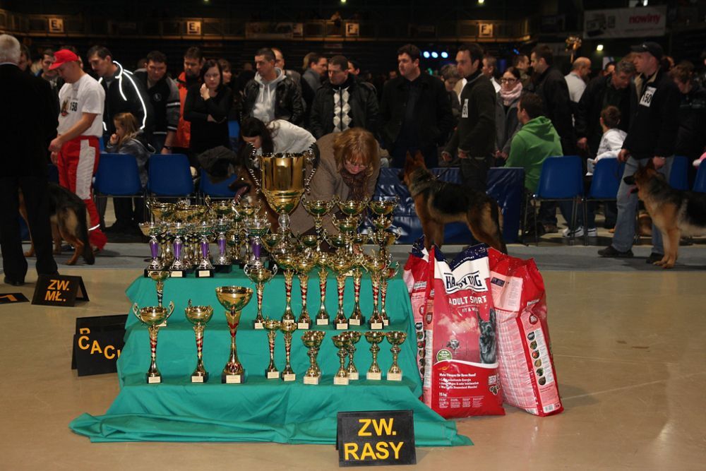 MiędzynarodowaWystawa Psów Rasowych w Rzeszowie 