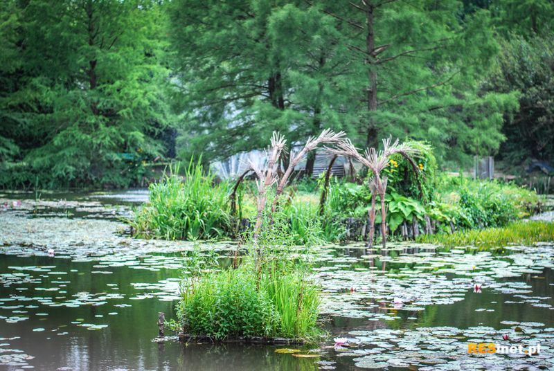Podkarpacie: Arboretum w Bolestraszycach