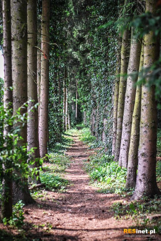 Podkarpacie: Arboretum w Bolestraszycach