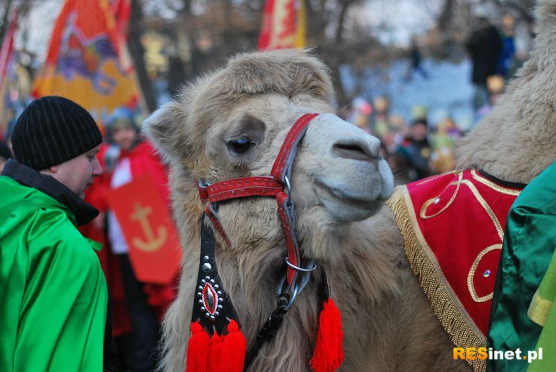 Trzej Królowie w Rzeszowie