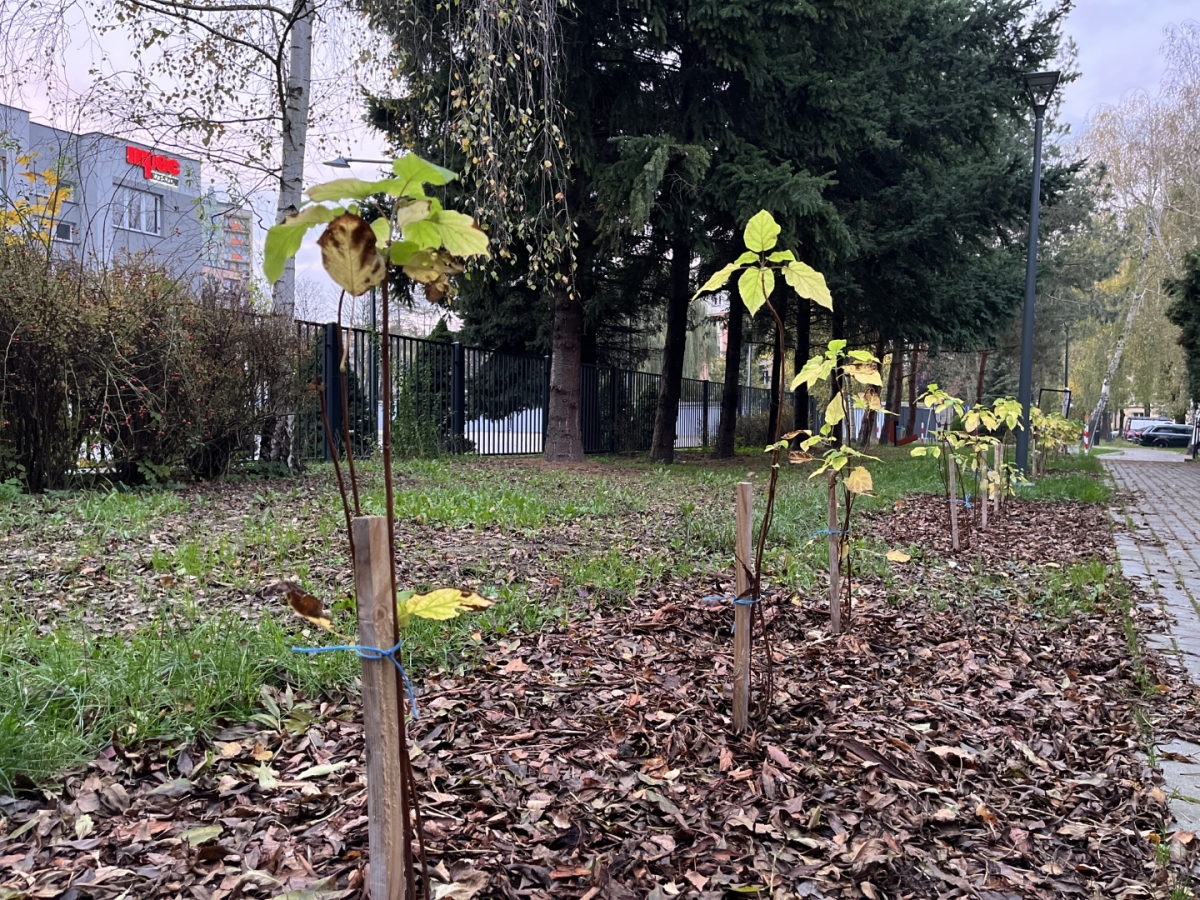 Park dla Seniora przy ul. Staszica w Rzeszowie