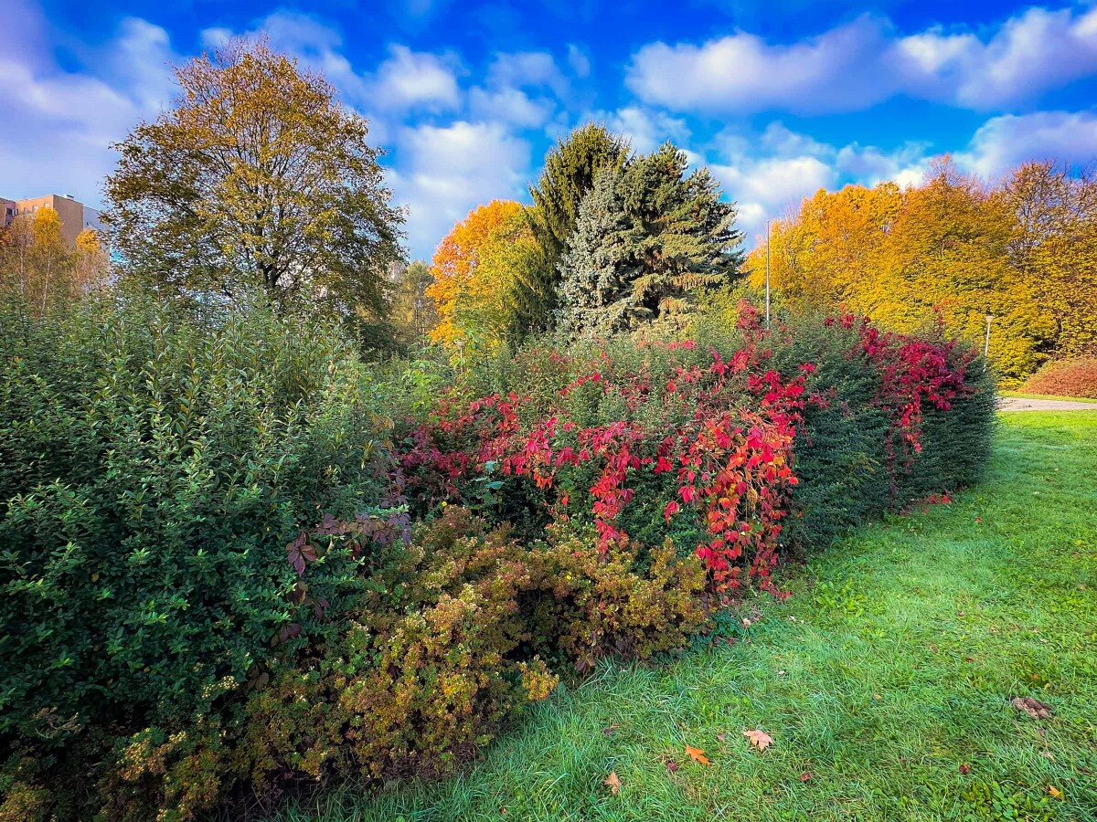 Barwy jesieni - Rzeszów, Przyroda