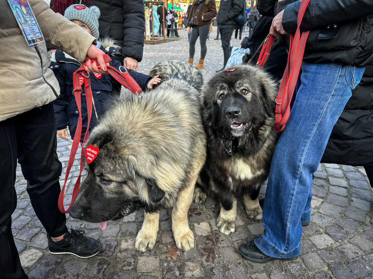 Rzeszów - 33. Finał WOŚP w Rzeszowie
