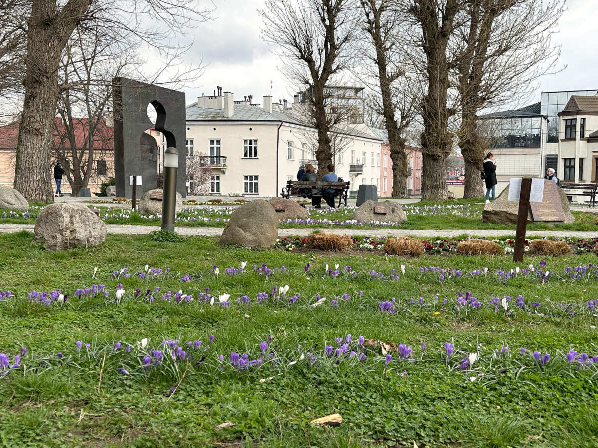 Rzeszów - Łąka krokusowa na placu Cichociemnych w Rzeszowie