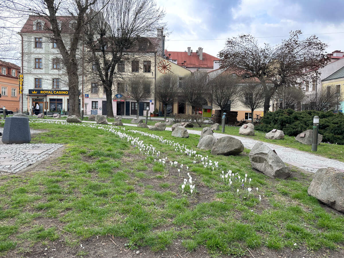 Rzeszów - Łąka krokusowa na placu Cichociemnych w Rzeszowie