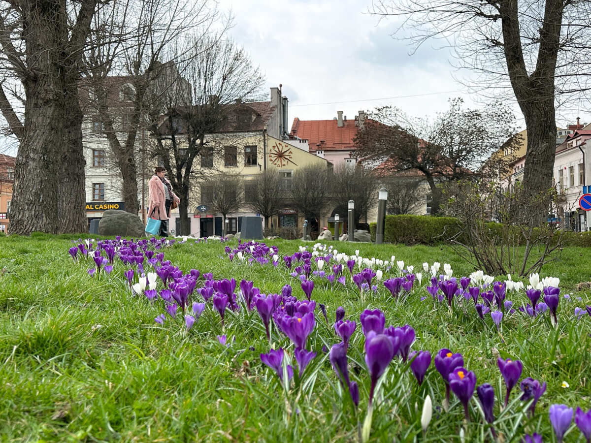 Rzeszów - Łąka krokusowa na placu Cichociemnych w Rzeszowie